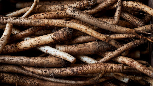Close up of freshly harvested burdock roots with soil, rustic organic root vegetable background for traditional cooking and healthy nutrition concept.