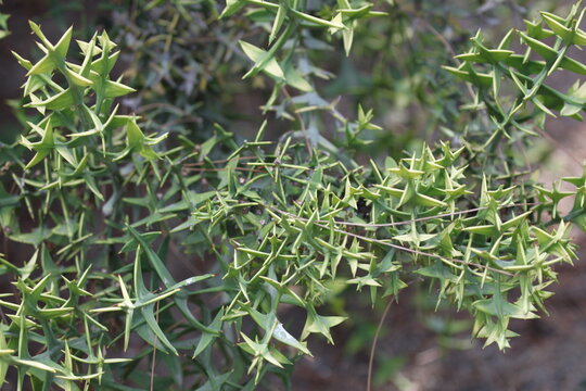 Macro shot of Colletia paradoxa or anchor plant showing unique cross-shaped green thorns. Exotic succulent shrub without leaves in botanical garden. Valencia, Spain.