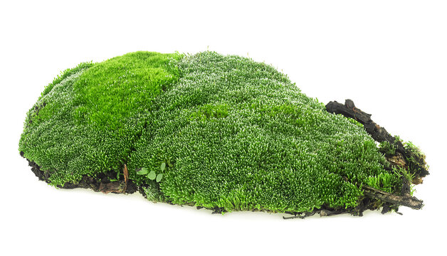 Green mossy hill isolated on a white background. Wet green moss with rotten branches and grass.