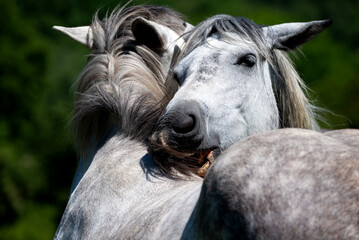 Portrait of Two Grey Horses © Simonetta
