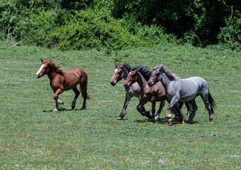 Horses Trotting in a Field © Simonetta