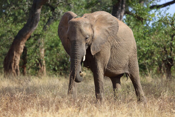 Fototapeta premium Afrikanischer Elefant / African elephant / Loxodonta africana