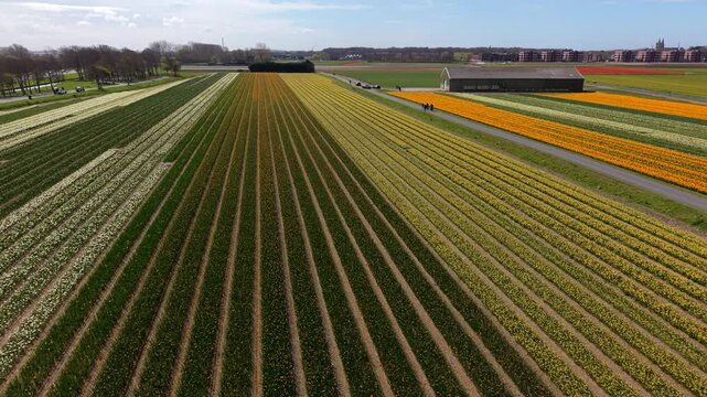 Aerial drone view of vast, colorful blooming flower fields in the Netherlands, including yellow, orange, and white flowers. Vibrant geometric rows, a farm barn, a road, and buildings.