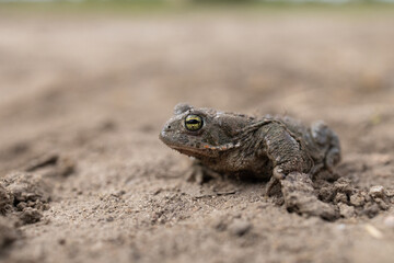 Fototapeta premium Natterjack toad (Epidalea calamita)