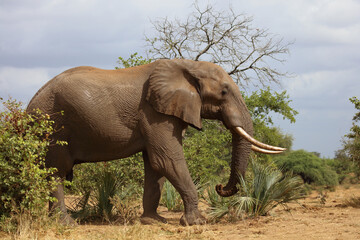 Fototapeta premium Afrikanischer Elefant / African elephant / Loxodonta africana