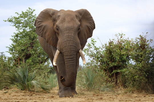Afrikanischer Elefant / African elephant / Loxodonta africana