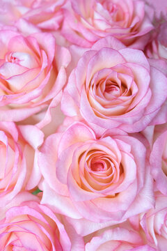 Delicate pink roses close-up. Vertical floral background or wallpaper for phone and book cover. Selective soft focus