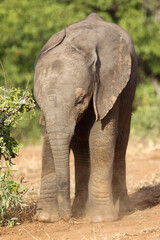 Fototapeta premium Afrikanischer Elefant / African elephant / Loxodonta africana
