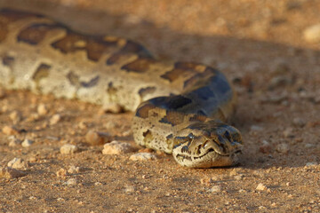 Fototapeta premium Südlicher Felsenpython / Southern African rock python / Python natalensis