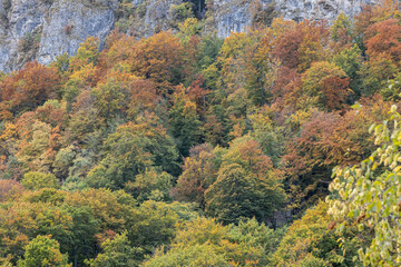 Obraz premium Trees with fall colors in a lush Bulgarian mountain forest.