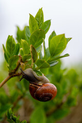 Garden snail climbing fresh green leafy branch in spring © Piotr