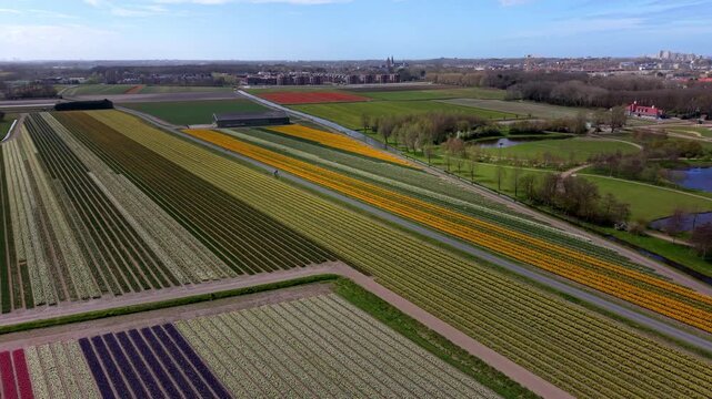 Aerial view of vibrant multicolored tulip fields in the Netherlands, including purple, white, and yellow rows. Geometric patterns in a Dutch spring landscape with a farm building and nearby parking.