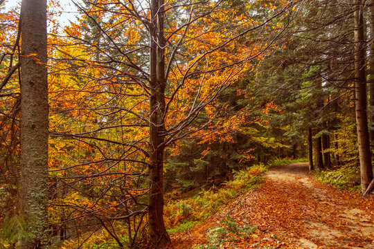 autumn in the forest