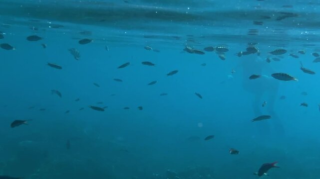 Bold swim through reef. Majestic free dive across colorful coral seabed currents. Graceful underwater ascent with vigorous fin movements amid vivid reef scenery and bubbles,Bali,Indonesia