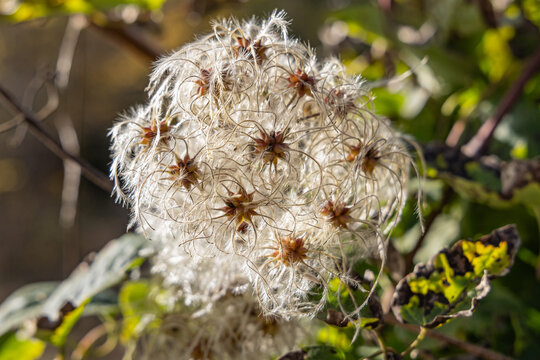 Dried seed head on the Zlatna Panega Eco Trail.