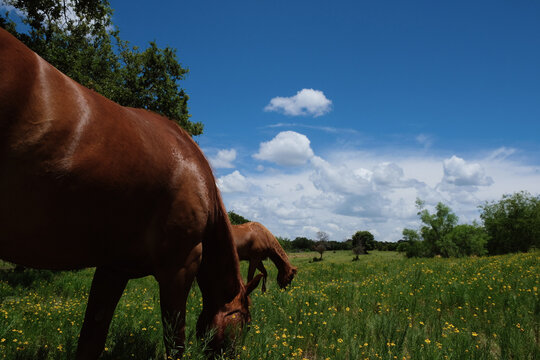 Sorrel horses grazing in summer Texas farm field, blue skies on a sunny day.