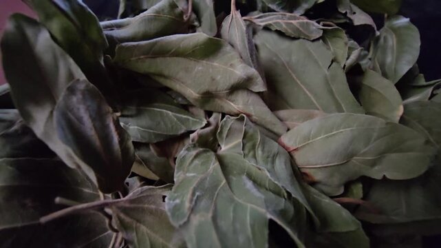 Macro of dried Sidr leaves (Ziziphus spina-christi) on dark background. High-quality herbal medicine and organic skincare ingredient concept.