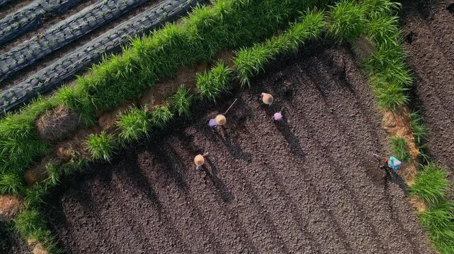 Aerial view community planting session in compact central plot, small group arranged across tilled rows, surrounding plasticcovered beds and hedgerows, collaborative energy,Bali,Indonesia