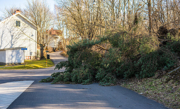 Fallen tree blocking suburban road after storm illustrating natural hazard and obstruction.