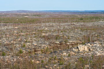 Obraz premium Wide barren forest landscape showing aftermath of wildfire and deforestation under clear blue sky.
