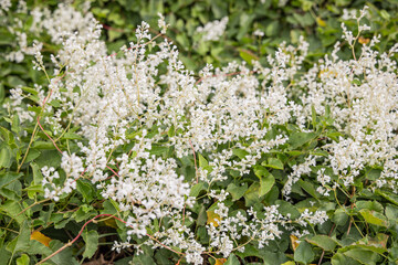 Bukhara fleece flower, also known as silver lace vine. © Emily_M_Wilson