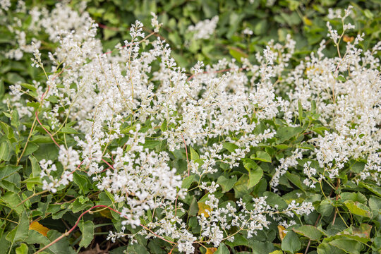 Bukhara fleece flower, also known as silver lace vine.