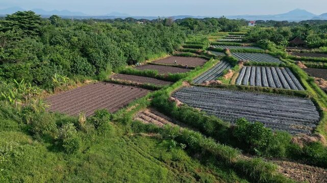 Aerial drone view of farmland plots revealing patchwork seedbeds, irrigation channels and lush hedgerows, distant mountains under soft morning light, calm rural atmosphere,Bali,Indonesia