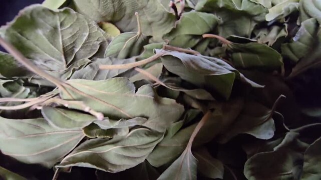 Macro of dried Sidr leaves (Ziziphus spina-christi) on dark background. High-quality herbal medicine and organic skincare ingredient concept.