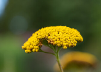 Yellow yarrow bloom with curved profile and green background. © Trygve