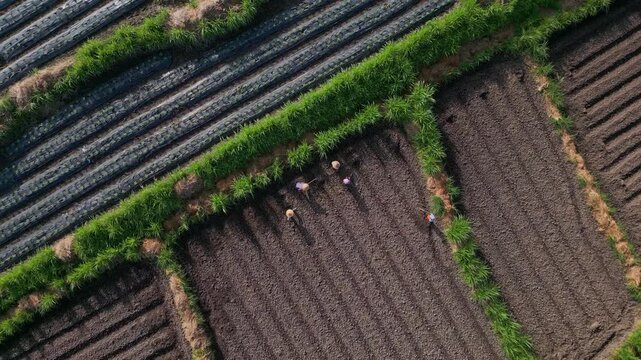 Aerial view farmers planting rows in small rectangular plot, closeknit team hoeing soil under warm morning light, green hedges and plasticcovered beds visible, calm rural,Bali,Indonesia