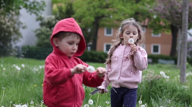 Little girl exploring a meadow full of dandelions and wild grass in a peaceful residential park. Child wearing a pink sweater enjoys nature during springtime, outdoor lifestyle.