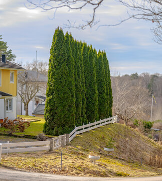 Tall hedge of arborvitae Thuja occidentalis lining residential garden slope.