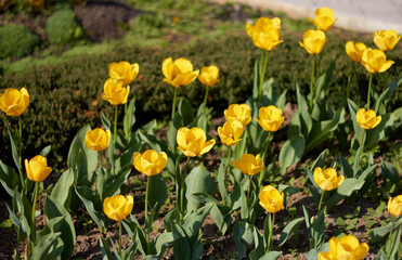 Obraz premium A vibrant garden filled with blooming yellow tulips