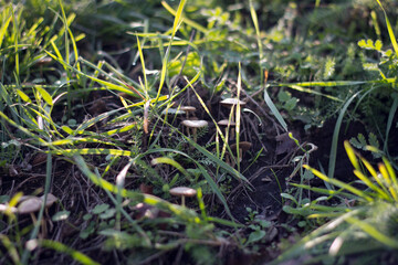 Mushrooms growing among green grass in a natural setting © Mariana Rusanovschi