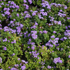 Fototapeta premium A beautiful patch of purple flowers surrounded by lush green foliage