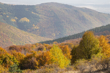 Fall colors in the forest on Buzludzha Peak. © Emily_M_Wilson