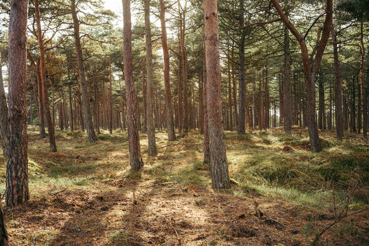 Sonniger Waldweg durch einen d&auml;nischen Kiefernwald