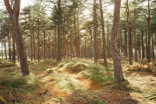 Sonnendurchfluteter Nadelwald in D&auml;nemark