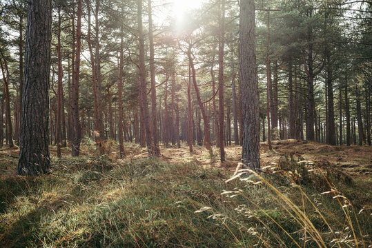 D&auml;nische Waldlandschaft mit warmem Sonnenlicht