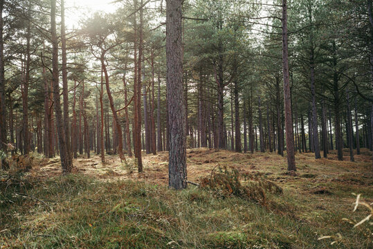 Sonniger Kiefernwald in D&auml;nemark