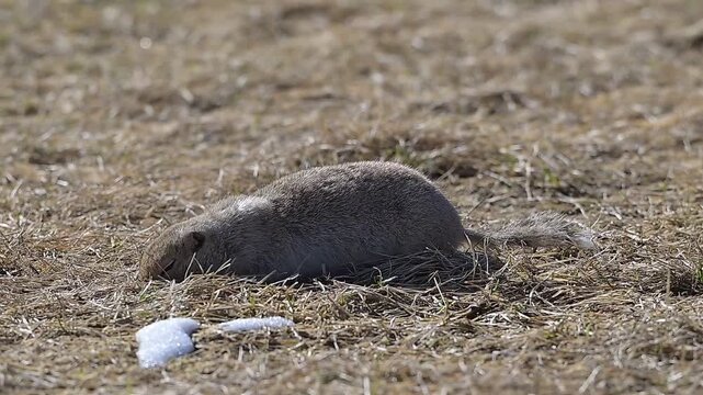 ground squirrel eating grass, animal, nature, mammal, wildlife, wild,  wild, wildlife, season, Canada, 