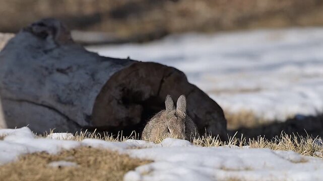 cottontail rabbit, animal, nature, mammal, wildlife, wild, animals, nature, wild, wildlife, season, Canada,