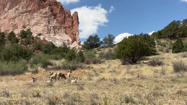 A breathtaking time-lapse filmed in Garden of the Gods, showing bighorn sheep against a backdrop of red rocks and flowing clouds. This serene scenery blends the majesty of nature with the dynamic move