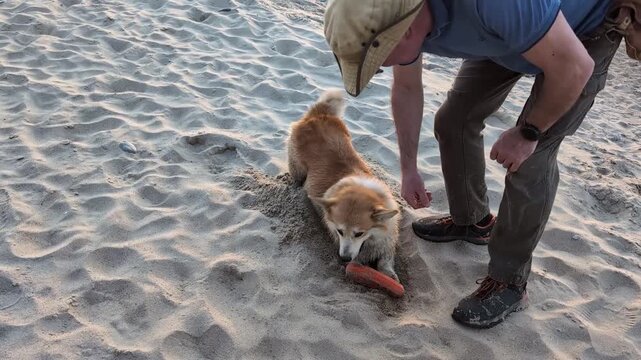 Man playing with dog corgi on sandy beach during sunset summer, outdoor pet activity by the sea, joyful animals interaction, active lifestyle moment, summer leisure scene. Pet care, Nature. Traveling