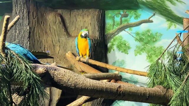 Parrots walk on the perch. A pair of Blue and Yellow Macaws at a zoo in Moscow