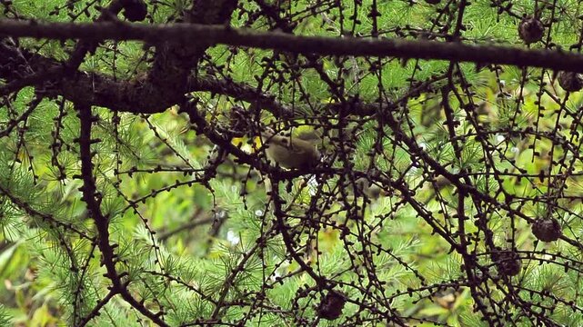 Small songbird sitting on a coniferous tree branch with green needles. Serene wildlife scene in a forest or botanical garden during spring season.