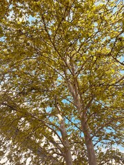 Fototapeta premium Sunlit tree canopy against clear blue sky.