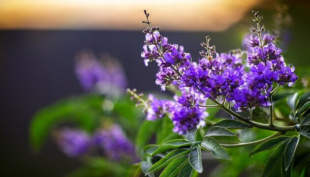 vitex chaste tree vitex agnus castus chastetree chasteberry abraham s balm lilac chastetree or monk s pepper purple flowers
