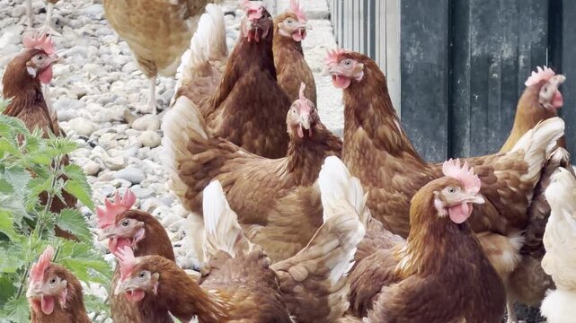 Poultry farm hen head turning slow motion
