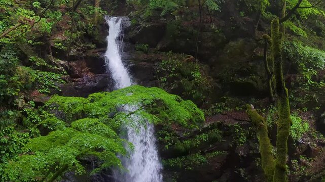 群馬県みどり市の柱戸川にある柱戸不動滝、初夏の森と苔むした岩に囲まれて清流が流れ落ちる渓谷風景